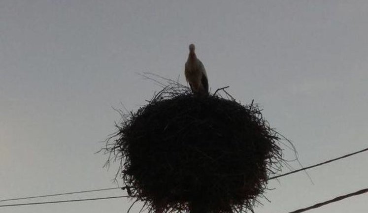 Невідомі розстріляли сім'ю лелек у Чернігові, яка звила гніздо на електроопорі. ФОТО
