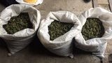 На Днепропетровщине у местного жителя изъято наркотиков на 3 млн грн, - Нацполиция. ФОТОрепортаж