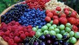 В Україні зростають площі під малиною, ожиною та смородиною, скорочуються – під суницею та полуницею