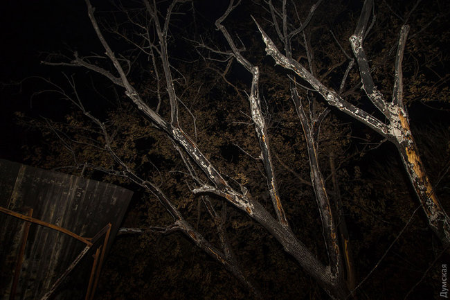 Масштабный пожар в одесской Черноморке: сгорели 16 домиков для отдыха 14 Масштабный пожар в одесской Черноморке: сгорели 16 домиков для отдыха 14