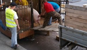 Вечером неизвестные жестоким образом похитили хряка-прорицателя Фунтика. ФОТОрепортаж