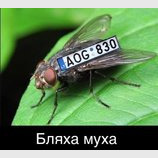 Талисман "бляхеров"