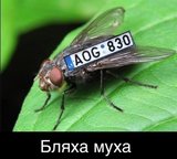 Талисман "бляхеров"
