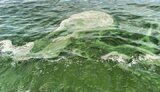 море,пляж,одеса