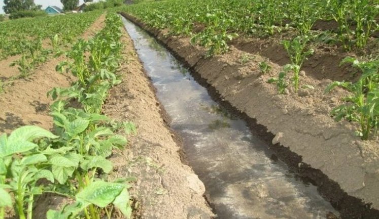 На Херсонщині відновили зрошення на понад 1 000 гектарів сільгоспугідь: аграрії роблять ставку на овочі з поливом