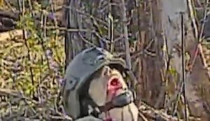 От взрыва дрона оккупанта отбросило к дереву и открыло ему рот: боевая работа "Птахів Мадяра". ВИДЕО