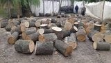 СБУ разоблачила незаконную вырубку леса на Виннитчине: сумма ущерба превышает 3 млн. ФОТОрепортаж