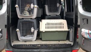 Як рятувати тварин з окупації?