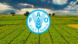 fao