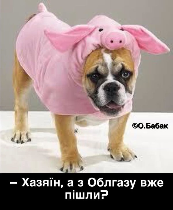Прощай, Шарик... Пришли из облгаза! Мудрый совет Слуги народа в ФОТОжабах 23