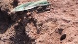 полтавщина,золото,археология,раскопки,скифы,бельск