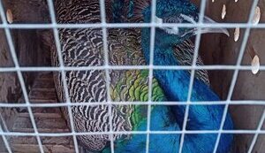 Липецький зоопарк відправив рашистам на фронт двох павичів, щоб ті