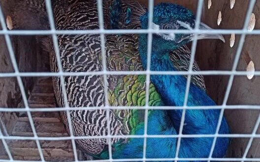 Lipetsk Zoo sends two peacocks to front line to "brighten up their combat routine". PHOTO