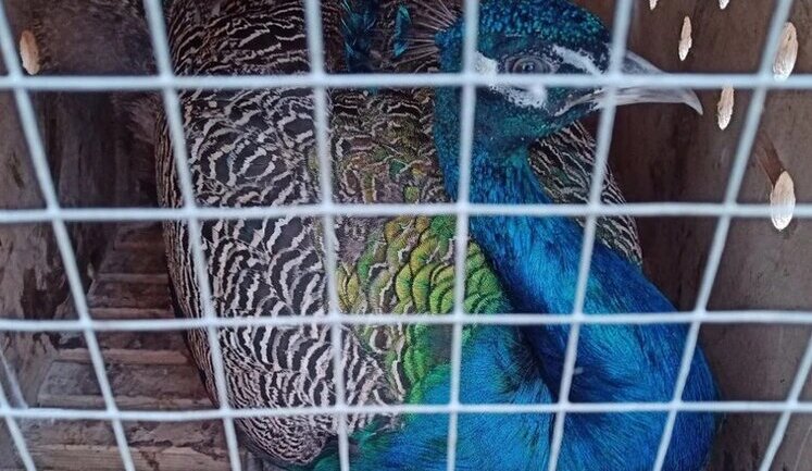 Lipetsk Zoo sends two peacocks to front line to "brighten up their combat routine". PHOTO
