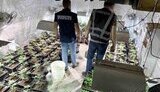 На Львівщині судитимуть злочинну групу, яка щомісяця збувала канабіс на 2 млн грн
