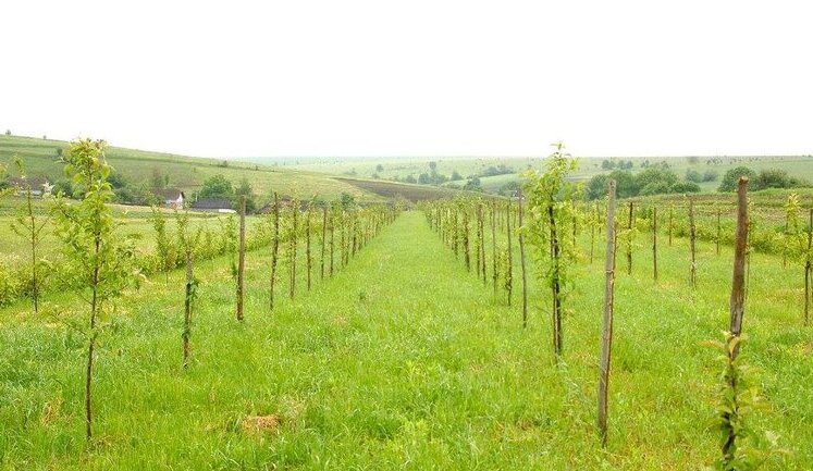В Україні оголосили перші аукціони з суборенди держземель під садівництво на 25 років