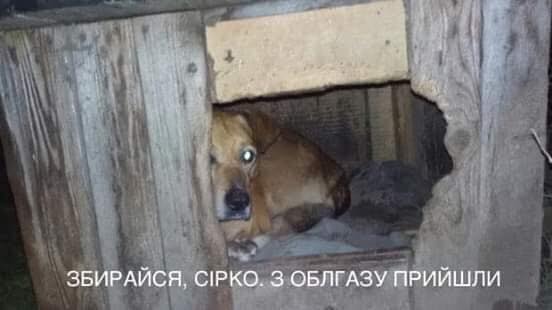Прощай, Шарик... Пришли из облгаза! Мудрый совет Слуги народа в ФОТОжабах 14