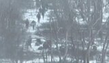 окупанти,тікають