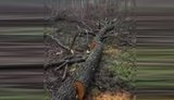 Черные лесорубы уничтожили 278 деревьев НПП "Выжницкий" и около 2 тыс. деревьев на Черниговщине. Нанесен ущерб на 5 млн, - Фирсов. ВИДЕО
