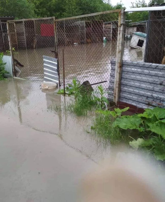 В Калуше полностью затопило приют для животных Дом Сирка, в котором содержалось около 300 собак 04 В Калуше полностью затопило приют для животных Дом Сирка, в котором содержалось около 300 собак 04