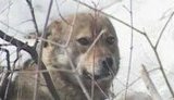 Собачья верность: Пес полгода ждет своего хозяина там, где тот его бросил. ВИДЕО.