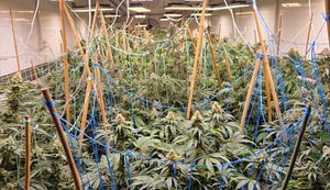 Промышленные объемы и современные технологии: на Черкасчине Нацполиция прекратила деятельность наркоторговцев. ВИДЕО+ФОТОрепортаж