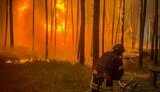 На Харківщині палають гектари лісу через обстріли РФ