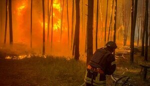 На Харківщині палають гектари лісу через обстріли РФ