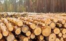Нацпарки знижують вартість деревини: Міндовкілля не реагує