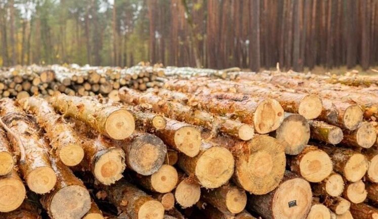 Лісова галузь України за минулий рік отримала майже 24 мільярди рекордного чистого доходу