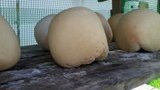 Минагрополитики начало регистрацию первого украинского продукта с географической защитой