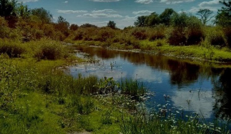 Ліси та болота можуть стати природною обороною Європи, - єврокомісарка Росвалл