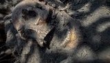 "Заколоты штыками, проколоты саблями": на Житомирщине нашли массовое захоронение 170 жертв большевистского террора, около 120 из них дети. ФОТОрепортаж