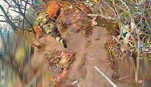 Пілоти батальйону SIGNUM двома FPV-дронами уразили російського пілота БпЛА. ВIДЕО