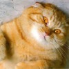 Аццкий Изобутилацетат