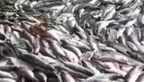 Тюремщики закупили рыбу на 127 миллионов по завышенным вдвое ценам
