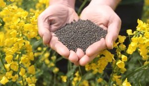 Світовий ринок ріпаку: Україна зберігає місце серед топ-експортерів