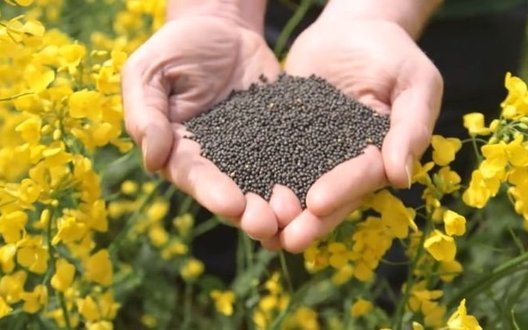 Переробка ріпаку в Україні сягнула історичного рекорду