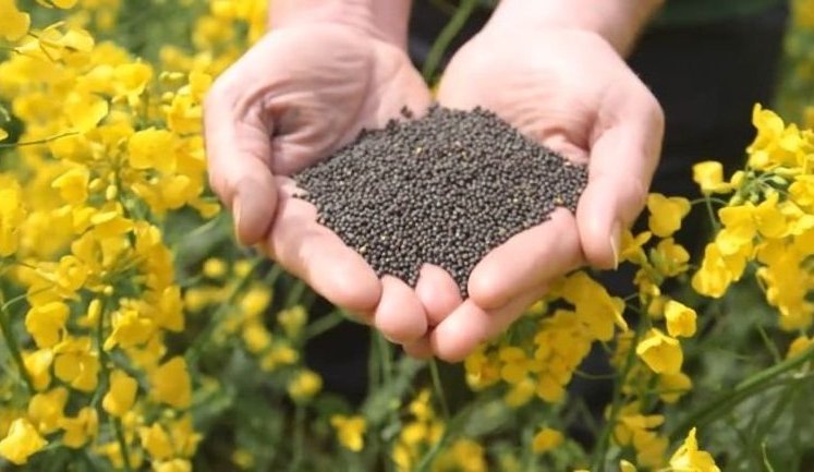 Світовий ринок ріпаку: Україна зберігає місце серед топекспортерів