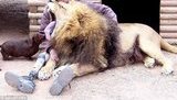 Близкая дружба таксы со львом. Необычный ФОТОрепортаж