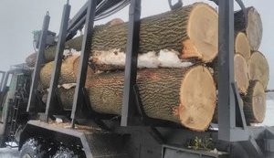 Минэкономразвития создало рабочую группу по защите Украины в арбитраже относительно леса-кругляка
