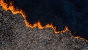 У Чорнобильській зоні сталося займання лісової підстилки: пожежу локалізовано, - ДСНС