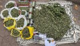 Затримано правопорушників: у них вилучили понад 24 кілограми коноплі