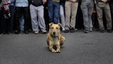 "Операции для животных - без боли и страданий!" Ветеринары объявили всеукраинскую забастовку