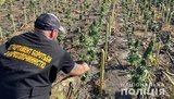 Виявлено рекордну площу посіву снодійного маку та конопель, - Нацполіція. ФОТОрепортаж