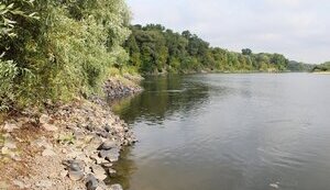 Pollution has spread along Desna River, dead fish are observed, worst water samples are in Chernihiv