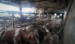 Удар РФ по агропідприємству на Сумщині: окупанти вбили 31-річну працівницю ферми, 4 поранених. Загинули тварини. ФОТО