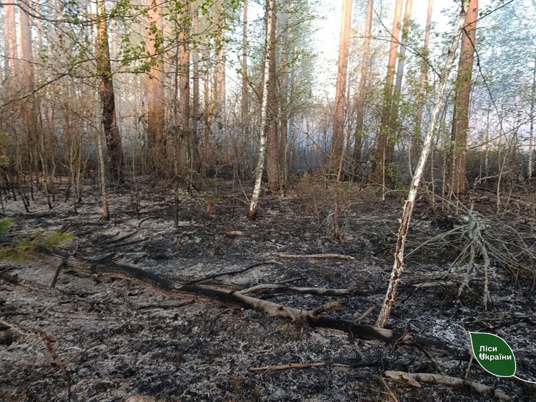 На Чернігівщині масштабна лісова пожежа охопила чотири лісництва