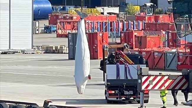 Біля берегів Норвегії помер російський 