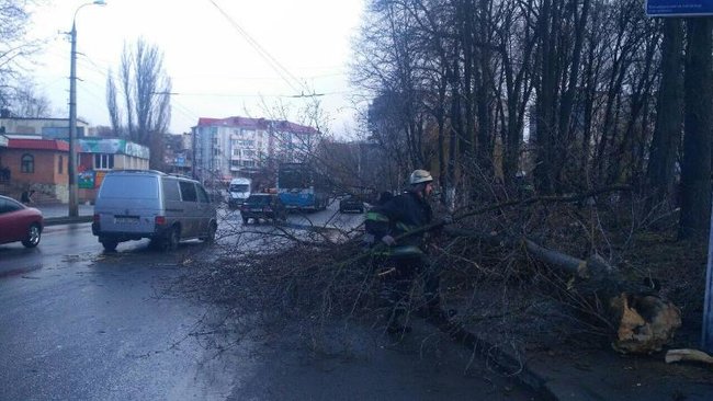 Дерево впало на 11-річну дівчинку у Вінниці, вона загинула, - ДСНС 01